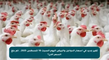 تغير جديد في أسعار الدواجن والبيض اليوم السبت 16 أغسطس 2025.. كم بلغ السعر الآن؟